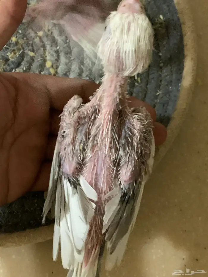 فرخين كروان تم البيع 1