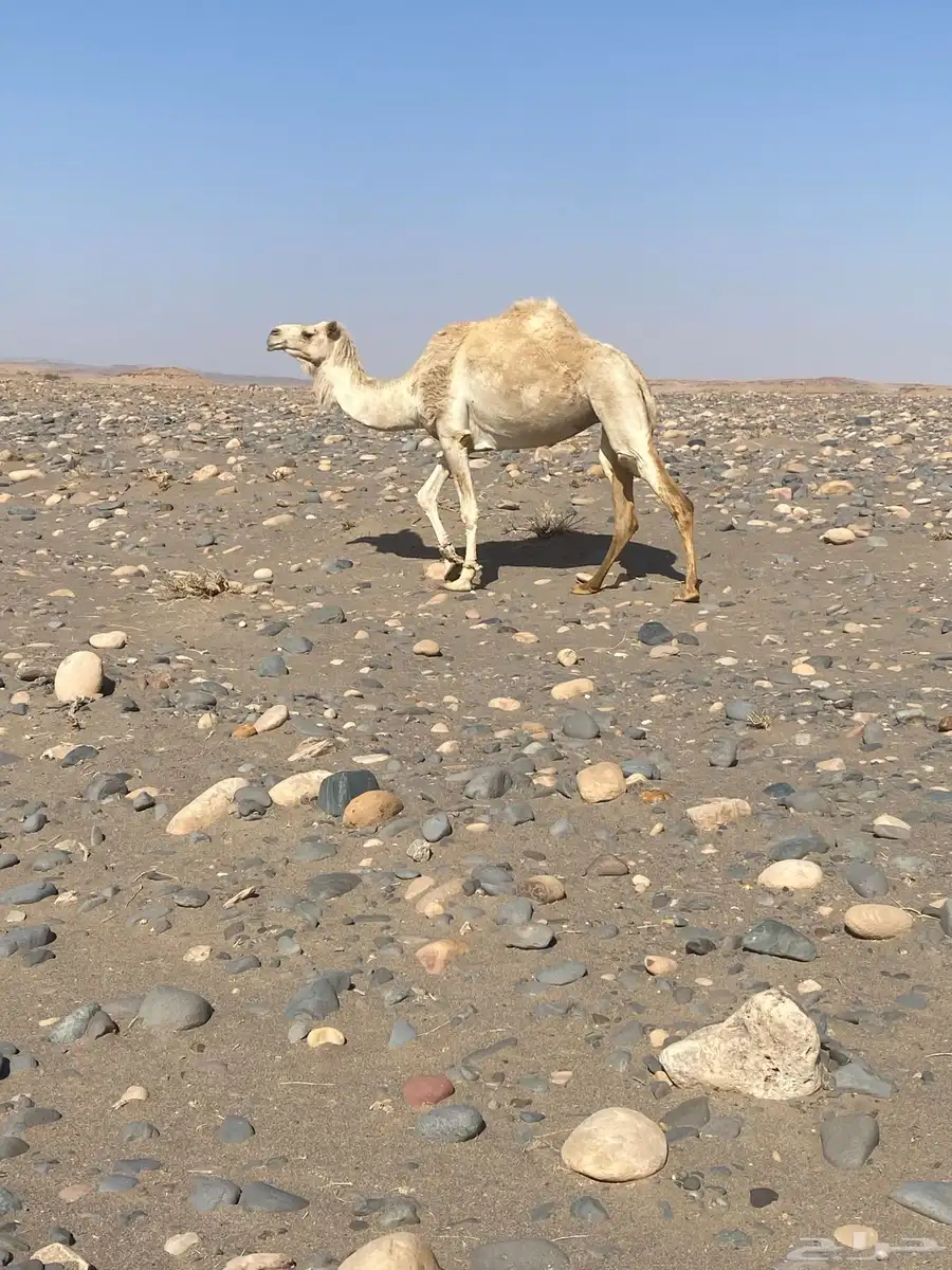 ناقه حايل 0