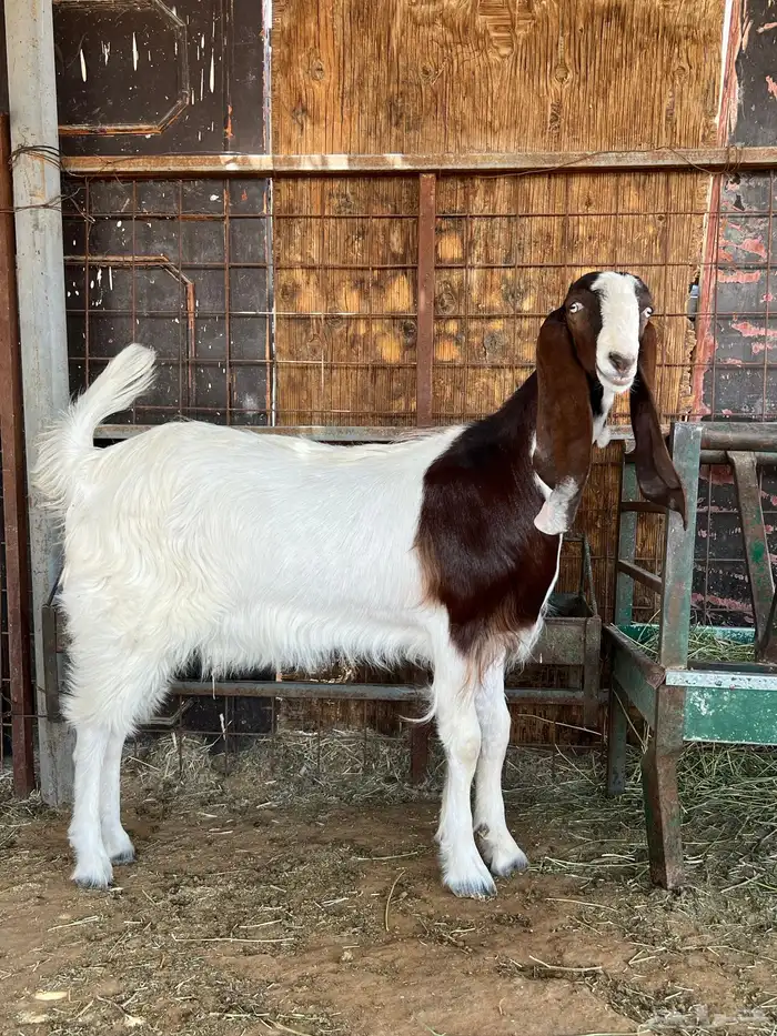 جفارات مقاني 8