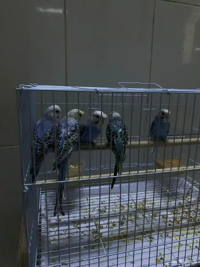 طبات بداجي هولندي العمر شهرين بوقت تربيه ويمديك تالفه للبيع 7