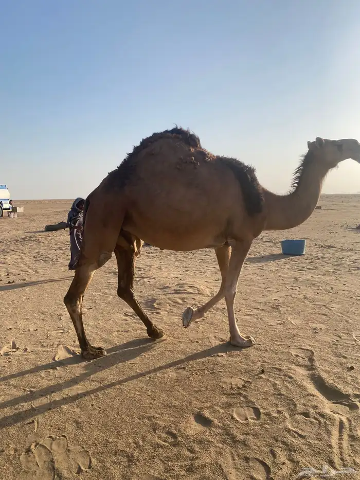 نياق ابل 3