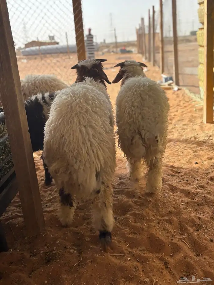 ذبائح نعيمي وحري شرط يوجد ذبح وتوصيل 6