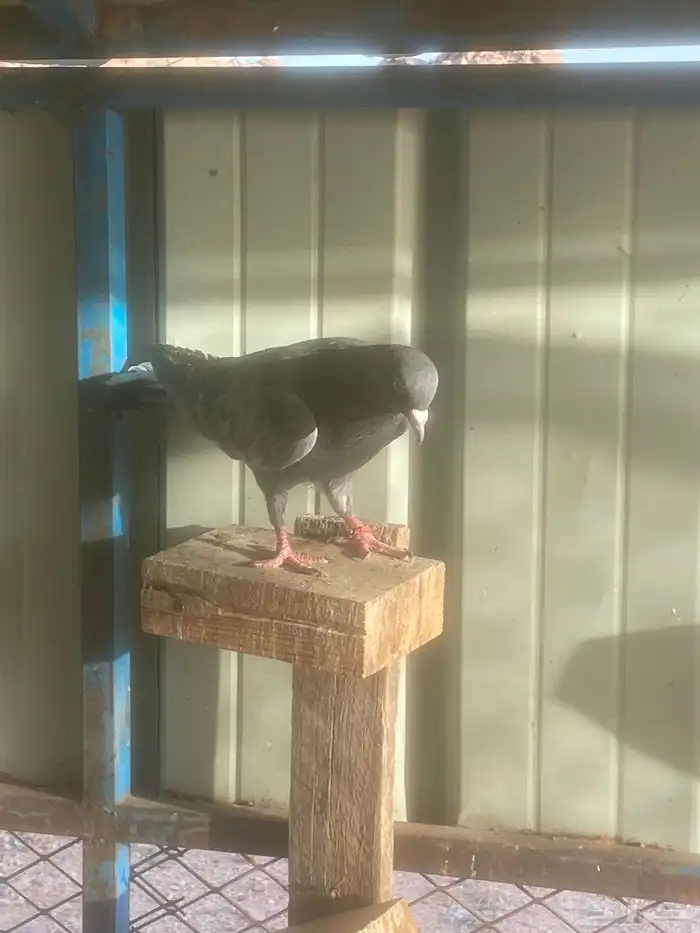 قطايف ( تم البيع ) 3