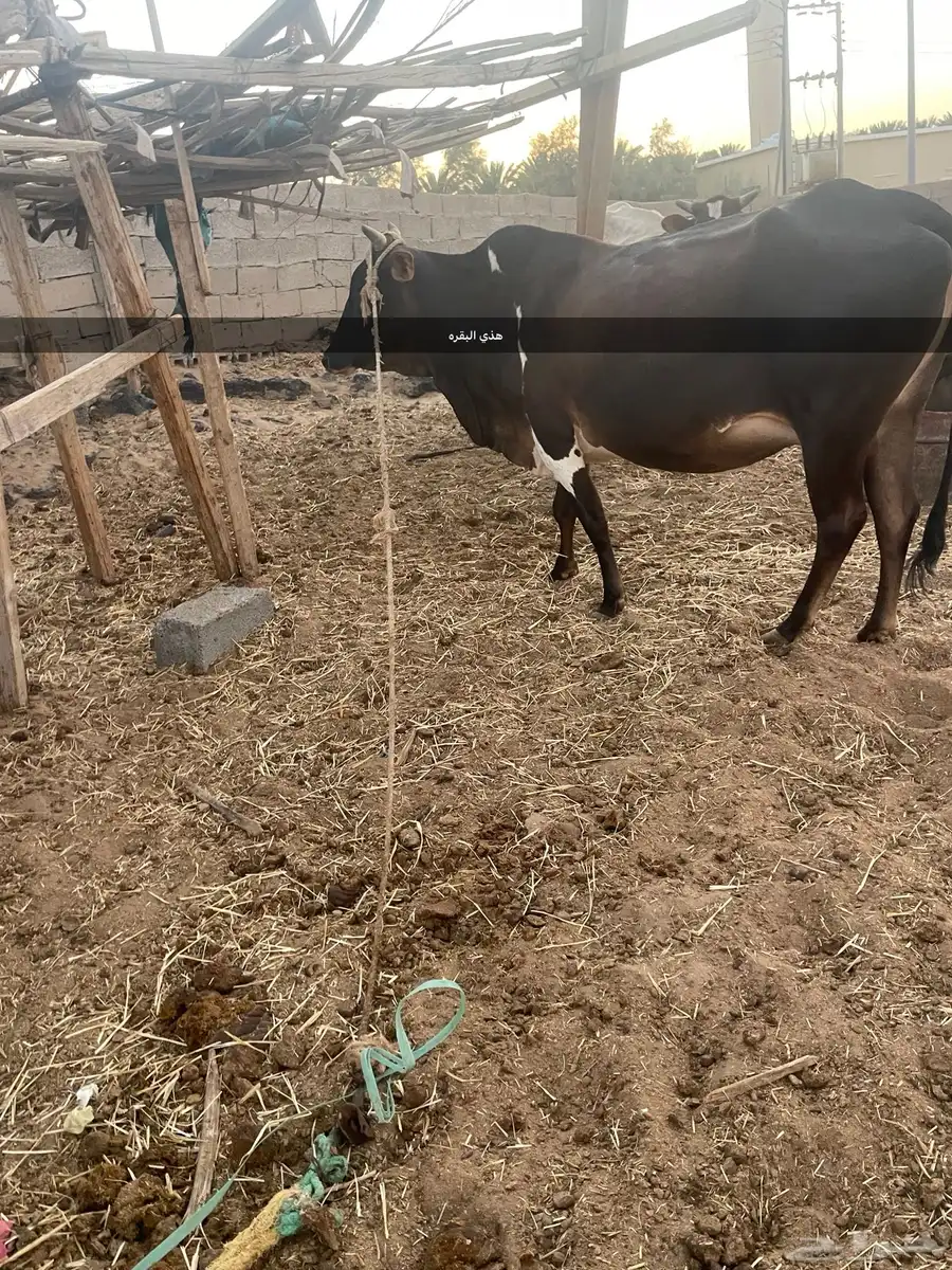 الغريف 0