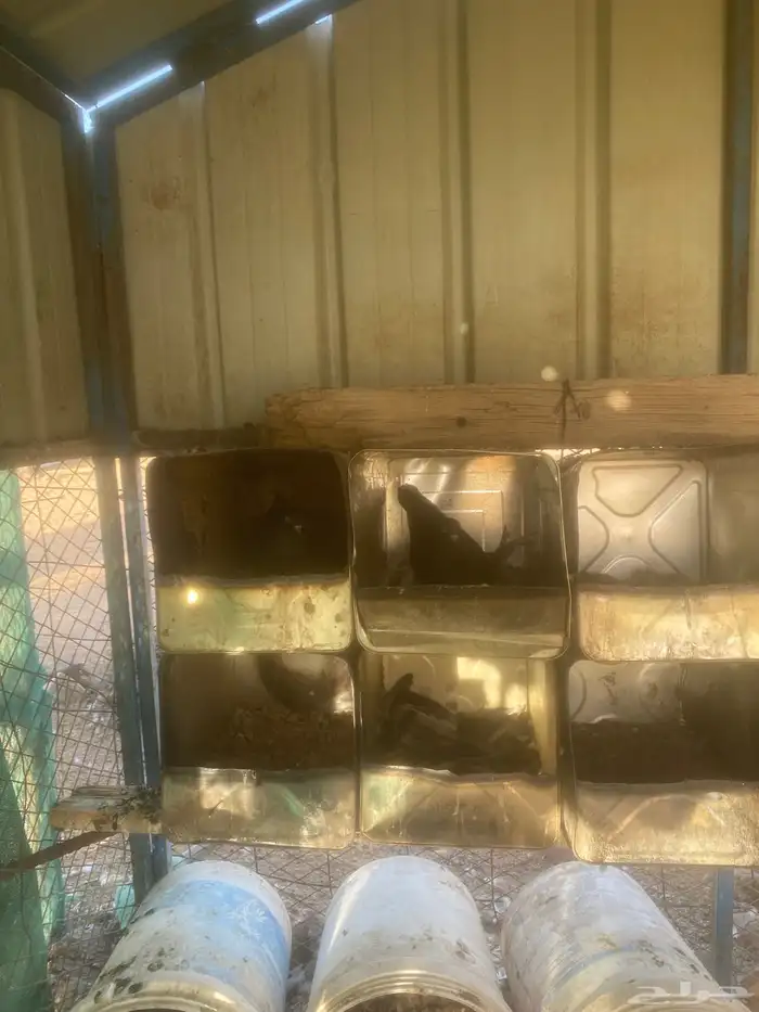 قطايف ( تم البيع ) 6