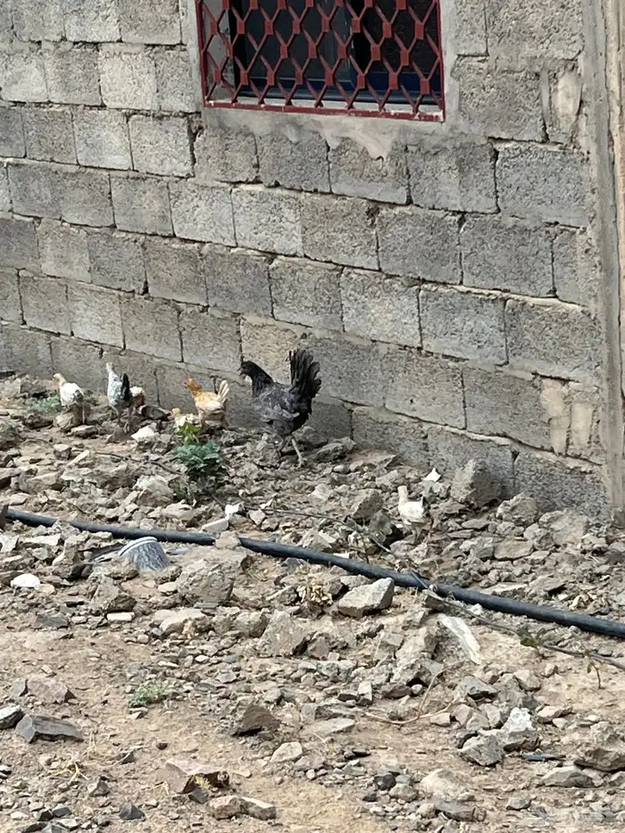 دجاج بلدي 0