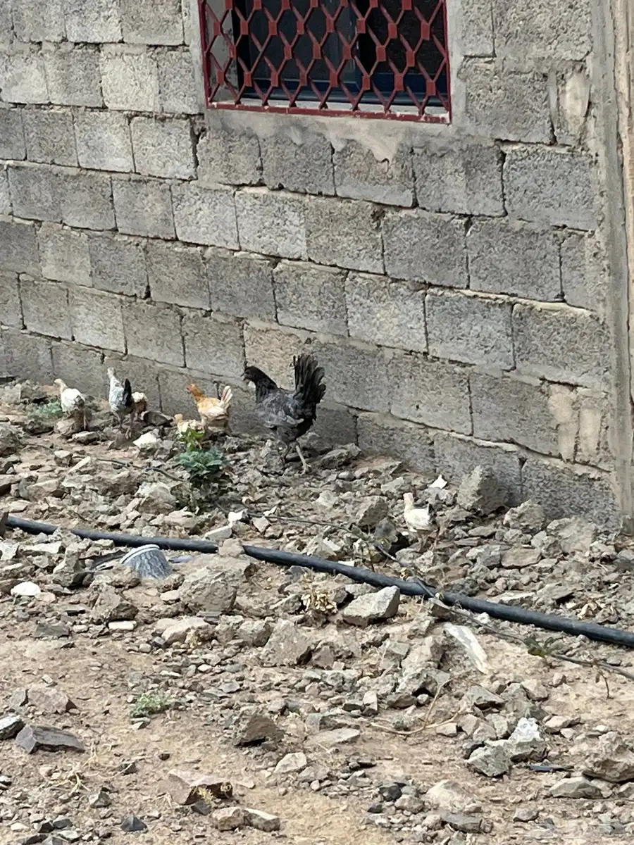 دجاج بلدي 0