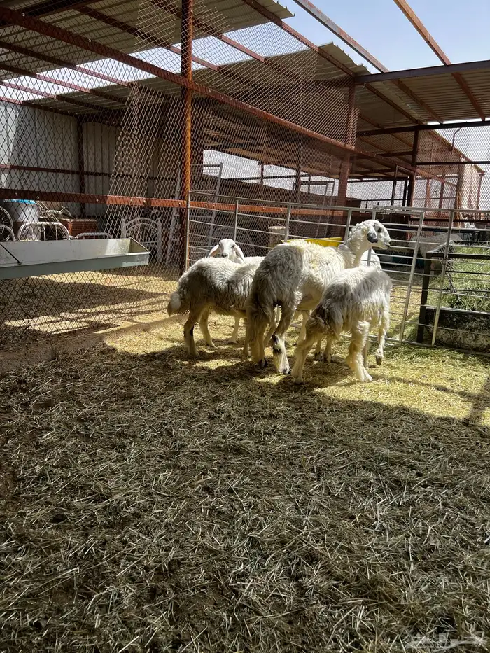 رخال حريه ورخال نعيميه جذعات 1