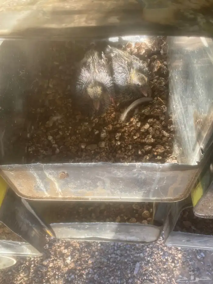 قطايف ( تم البيع ) 5