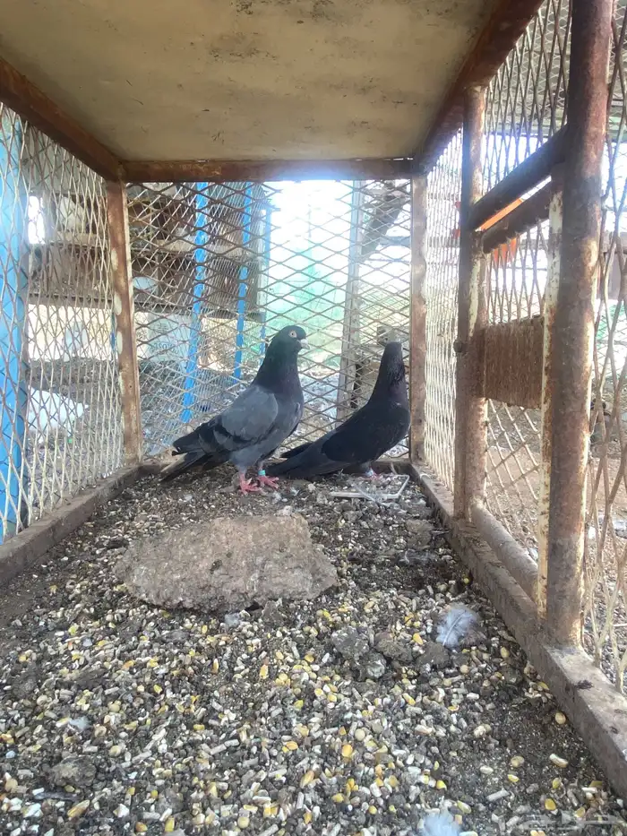 قطايف ( تم البيع ) 7