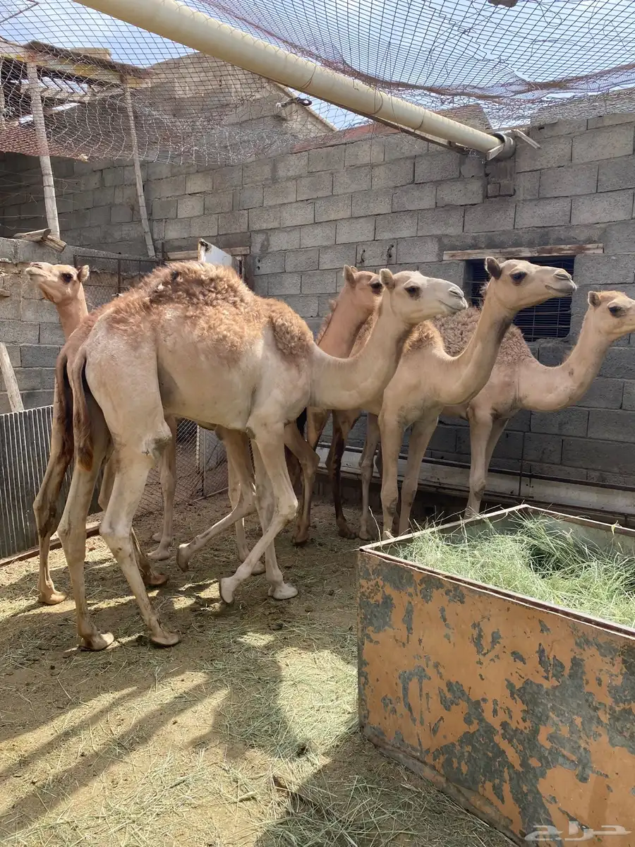 قعدان للبيع مناسبات زوجات 0