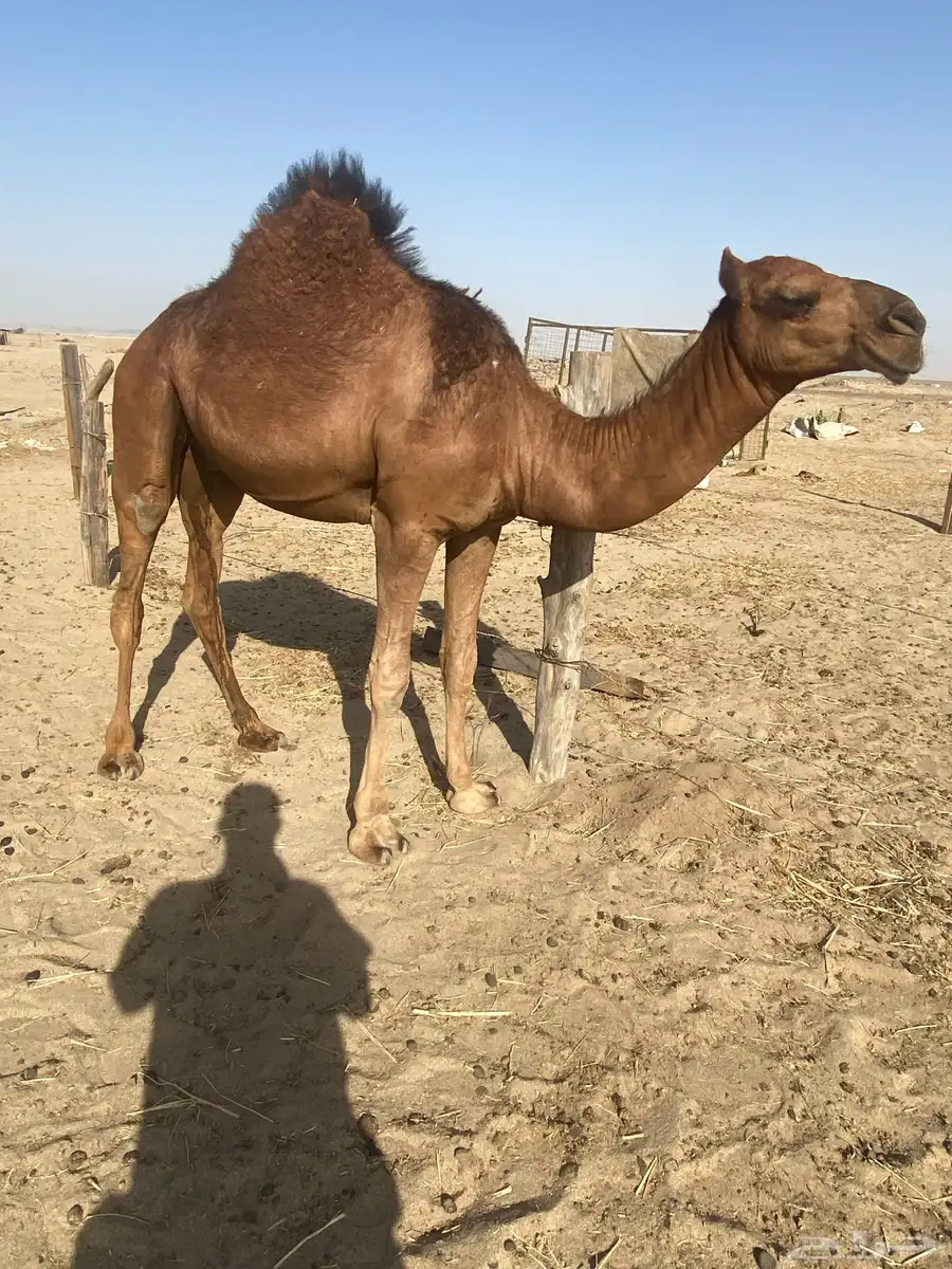 قعود مليان فل 0