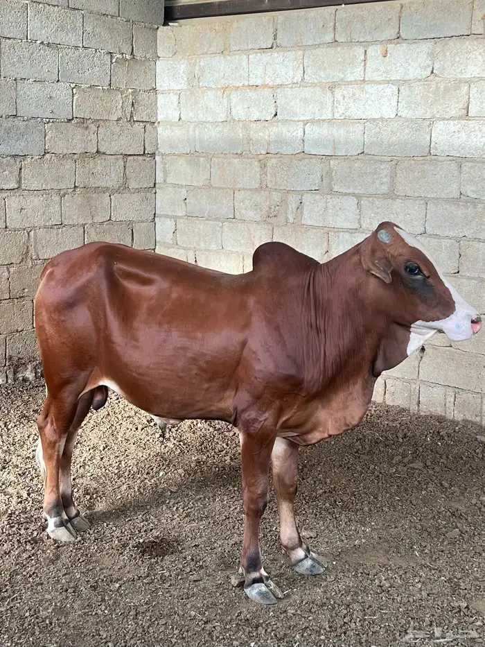 حسيل بلدي العمر سنة 2