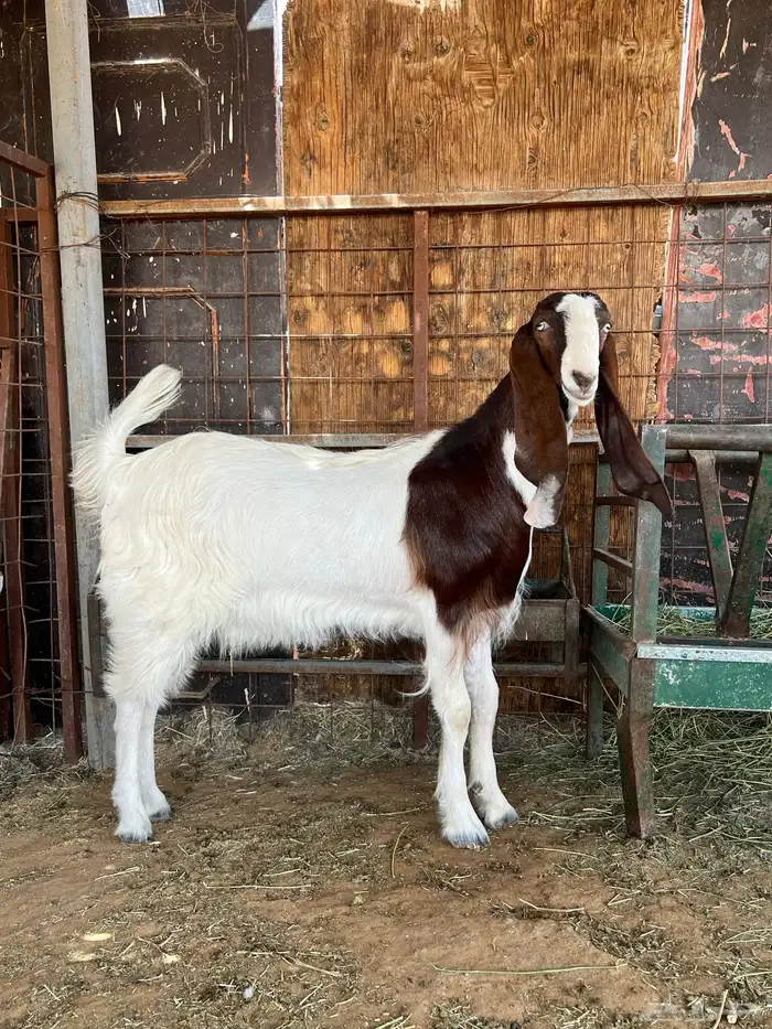 جفارات مقاني 9