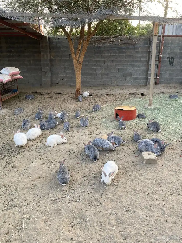 أرنب 1