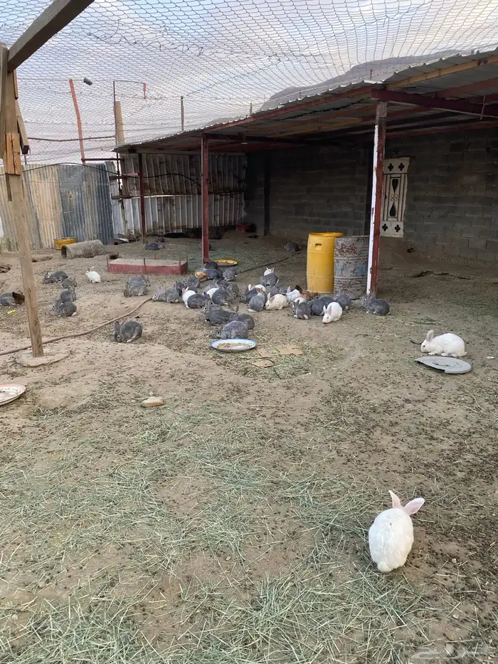 أرنب 4