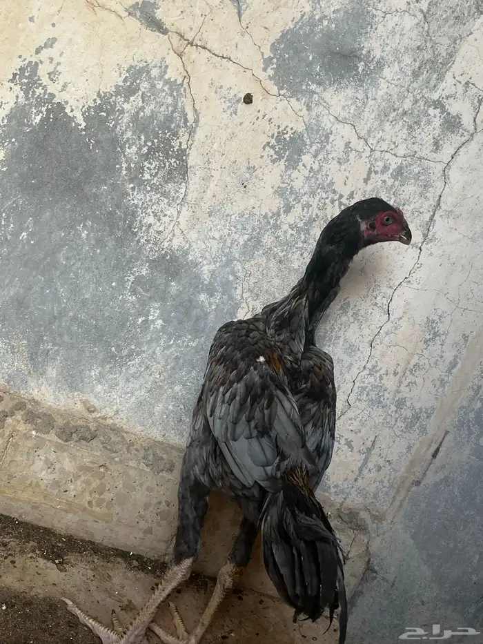 ديوك باكستاني 1