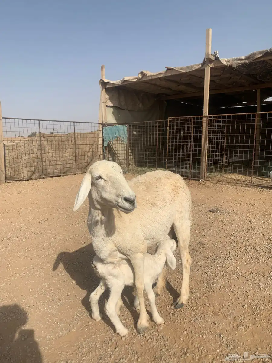 حريه 0