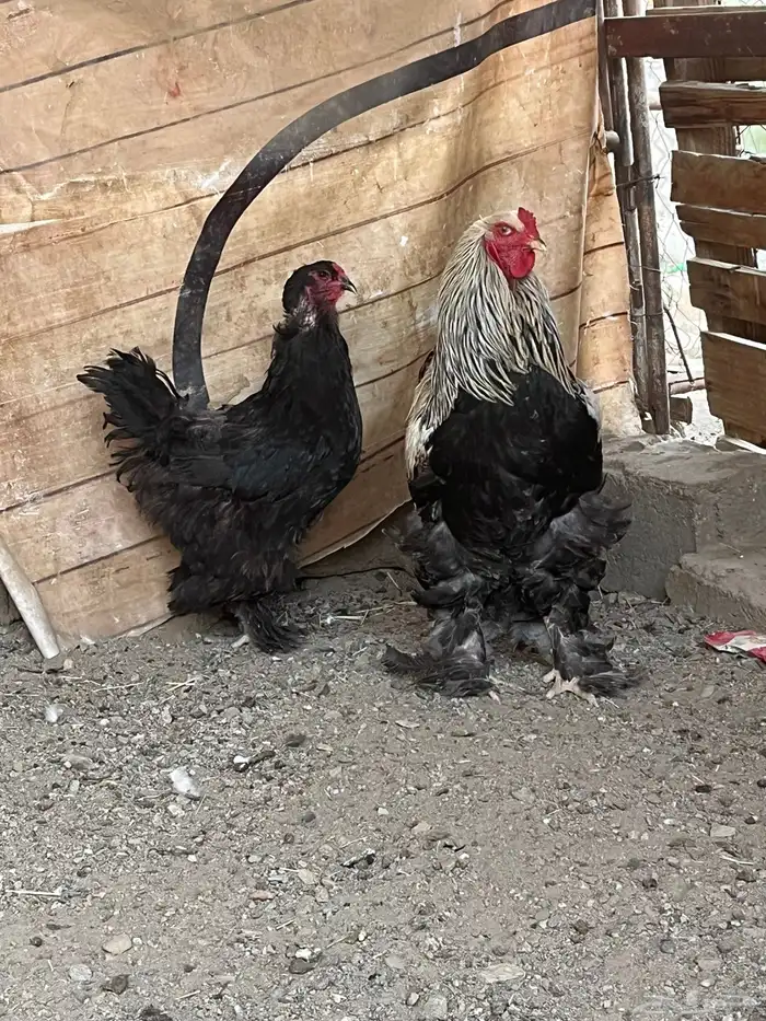 براهما دارك 0