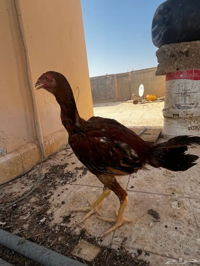 ديوك باكستاني 9