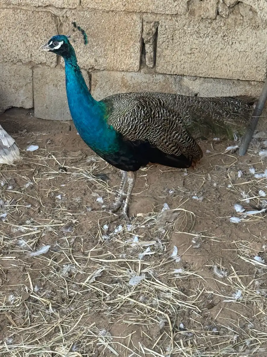 طاووس 0