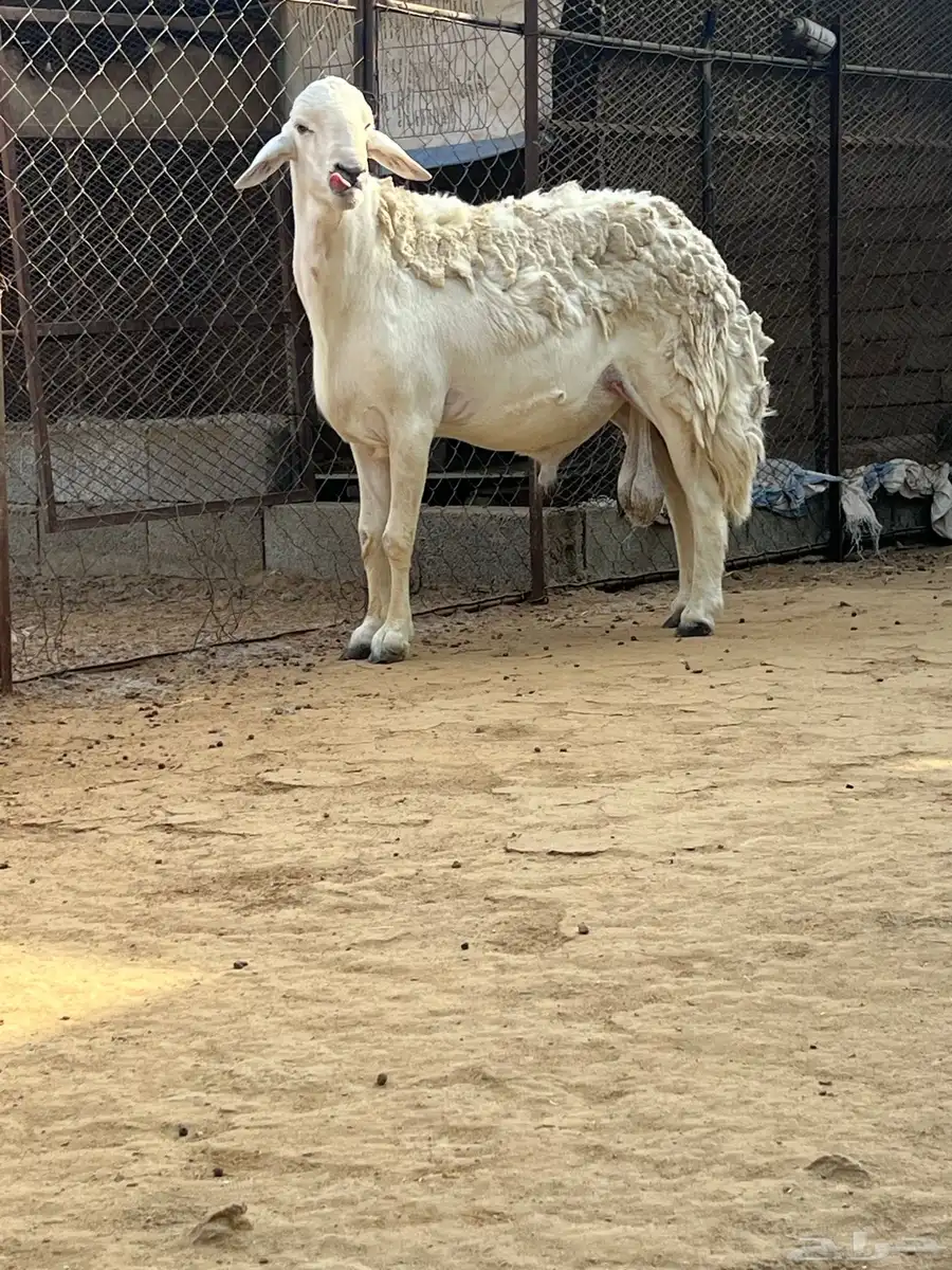 طلي 1