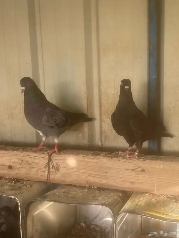 قطايف ( تم البيع ) 4