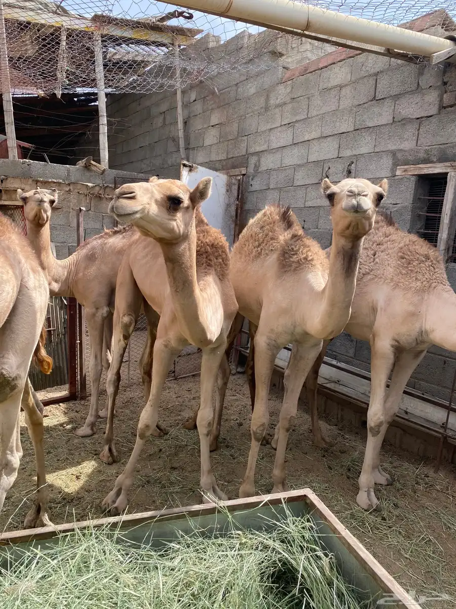 قعدان للبيع مناسبات زوجات 2