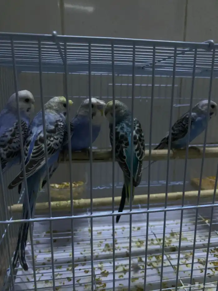 طبات بداجي هولندي العمر شهرين بوقت تربيه ويمديك تالفه للبيع 4