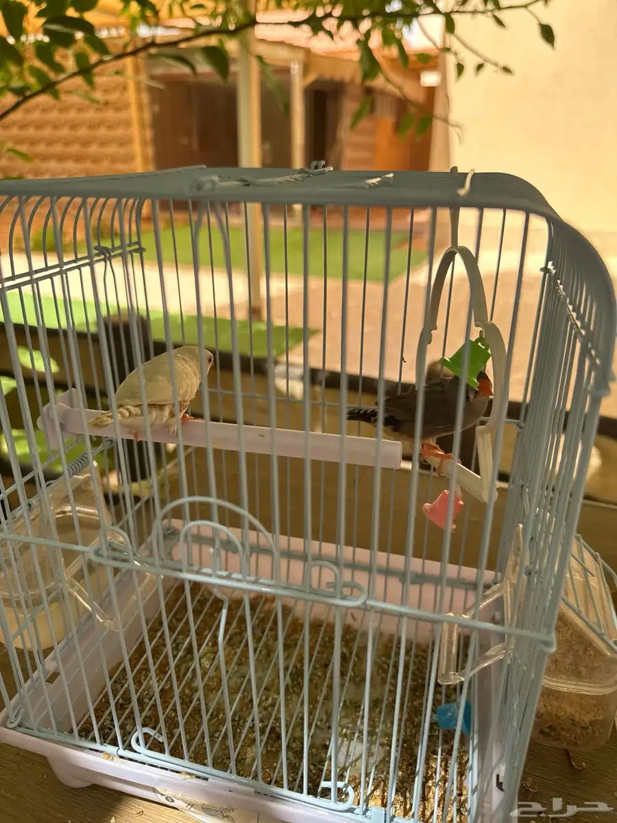 طيور 0