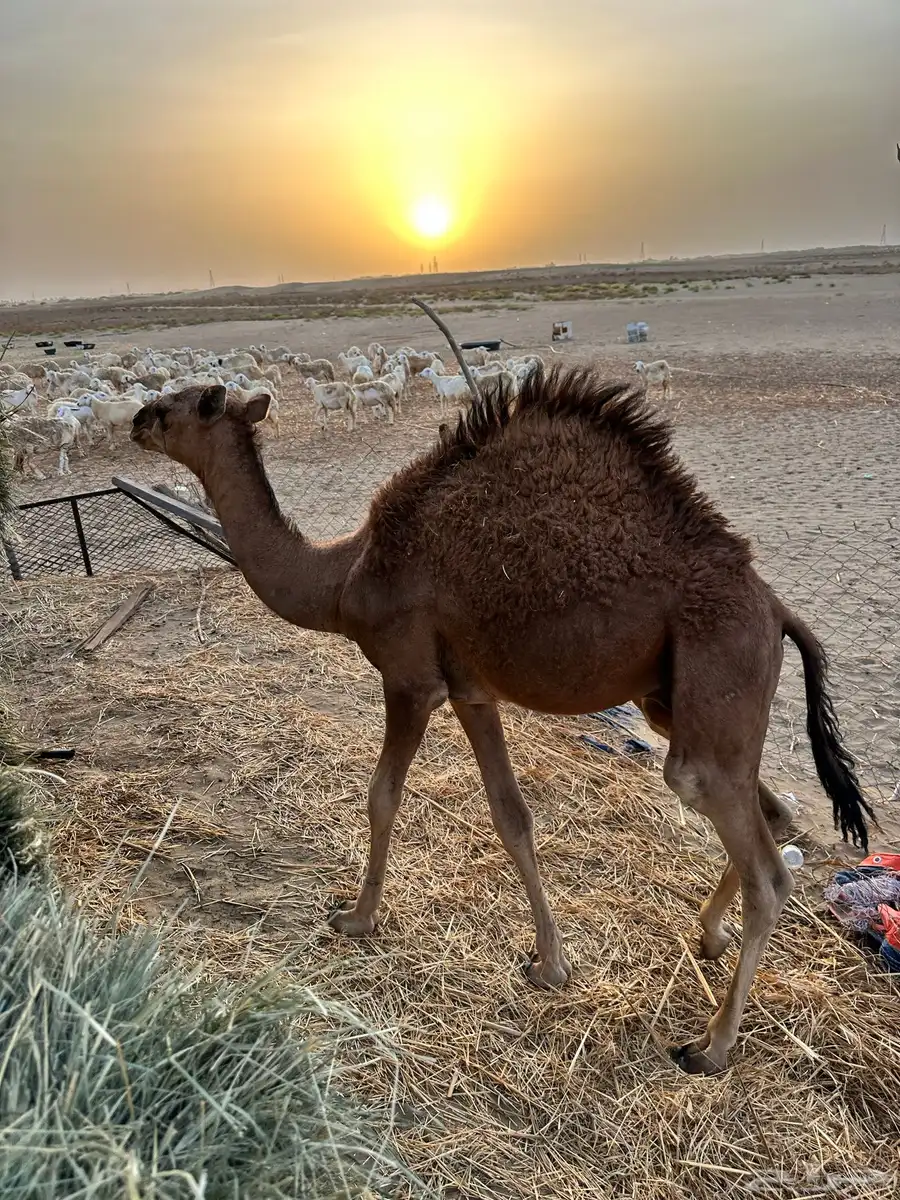 قعود للبيع 2