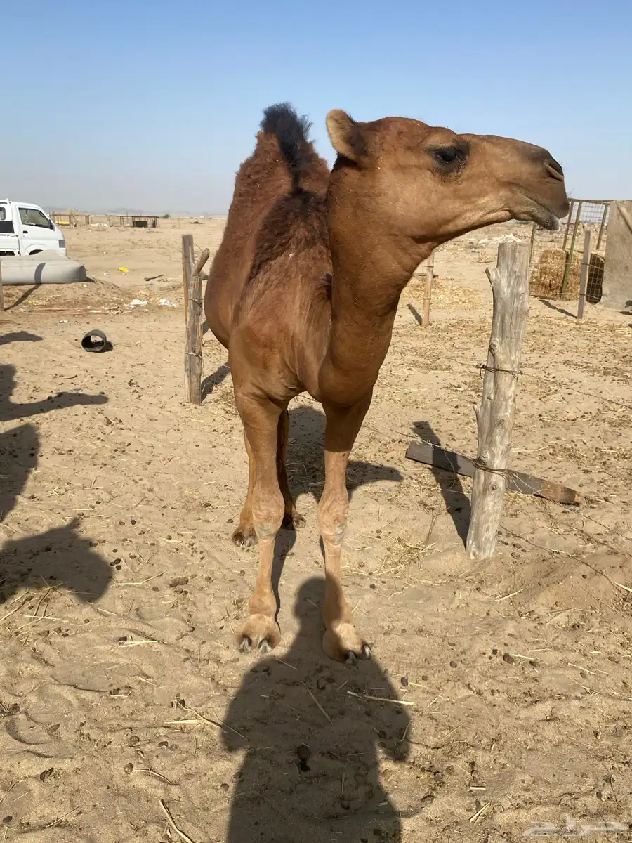 قعود مليان فل 2