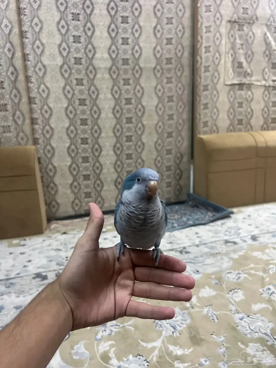 بغبغاء الكويكر 2