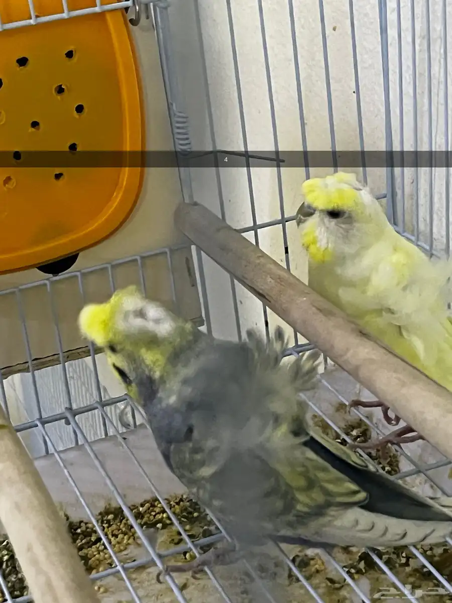 5 اجواز بادجي هوقو منتجه 3