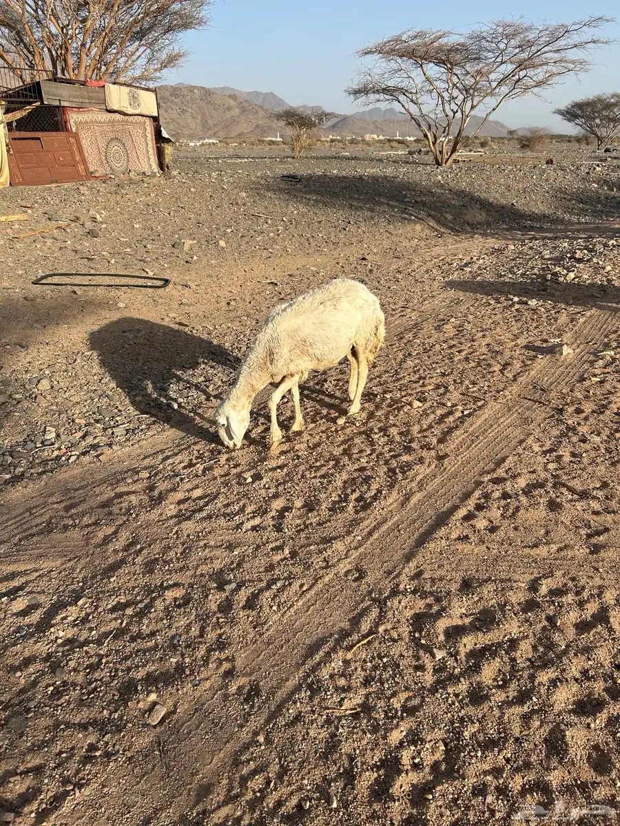 النعجة سمين 1