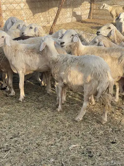 تم البيع 4