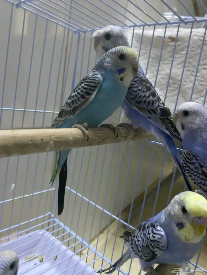 طبات بداجي هولندي العمر شهرين بوقت تربيه ويمديك تالفه للبيع 2