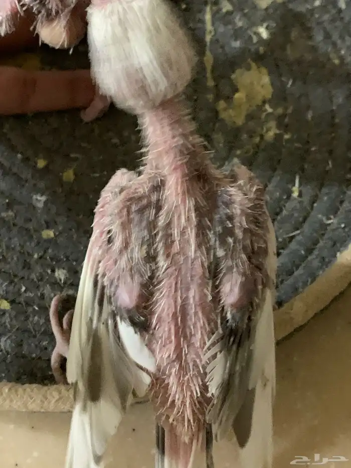 فرخين كروان تم البيع 4