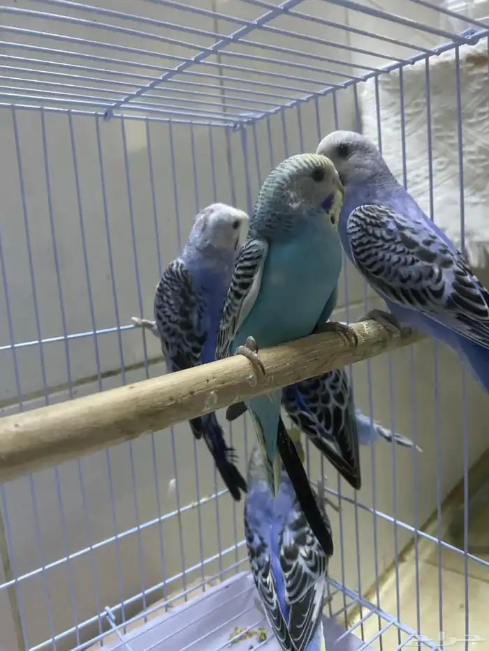 طبات بداجي هولندي العمر شهرين بوقت تربيه ويمديك تالفه للبيع 1