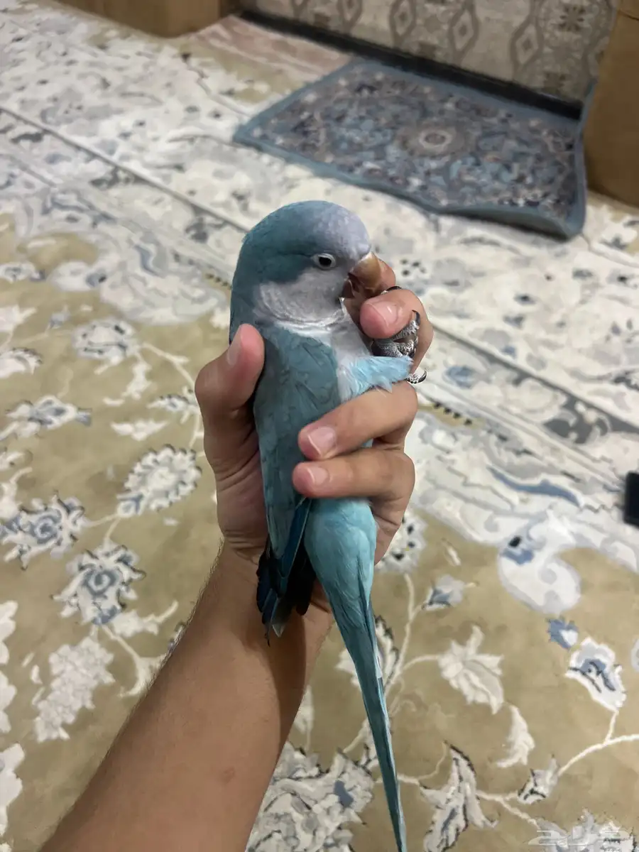 بغبغاء الكويكر 0