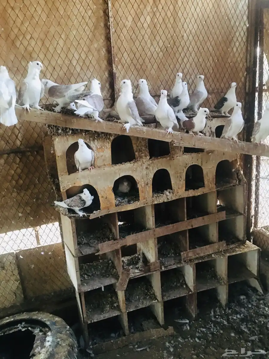 حمام حب رمان 2