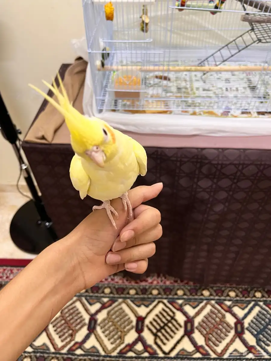 طير كروان 2