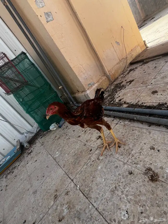 ديوك باكستاني 8
