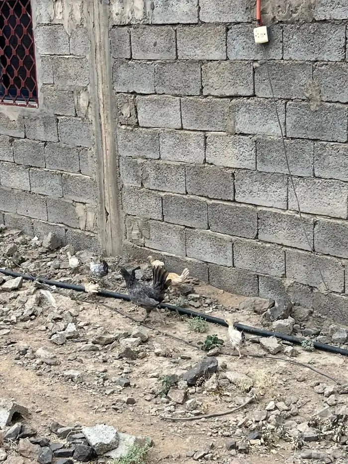 دجاج بلدي 2