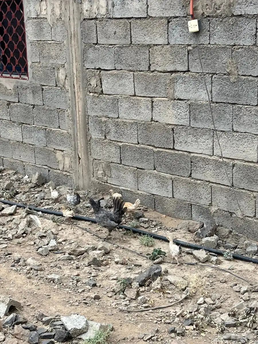 دجاج بلدي 2