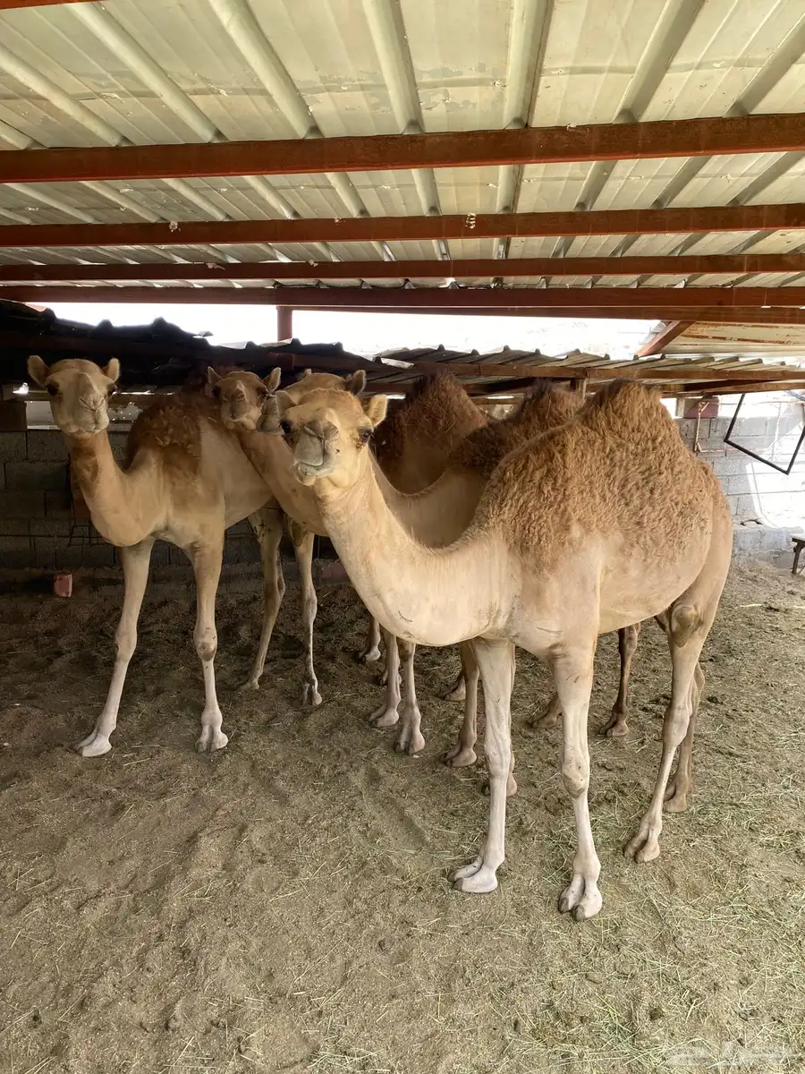 قعدان للبيع مناسبات زوجات 6