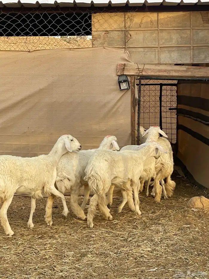 رخال حريات جذعات 4