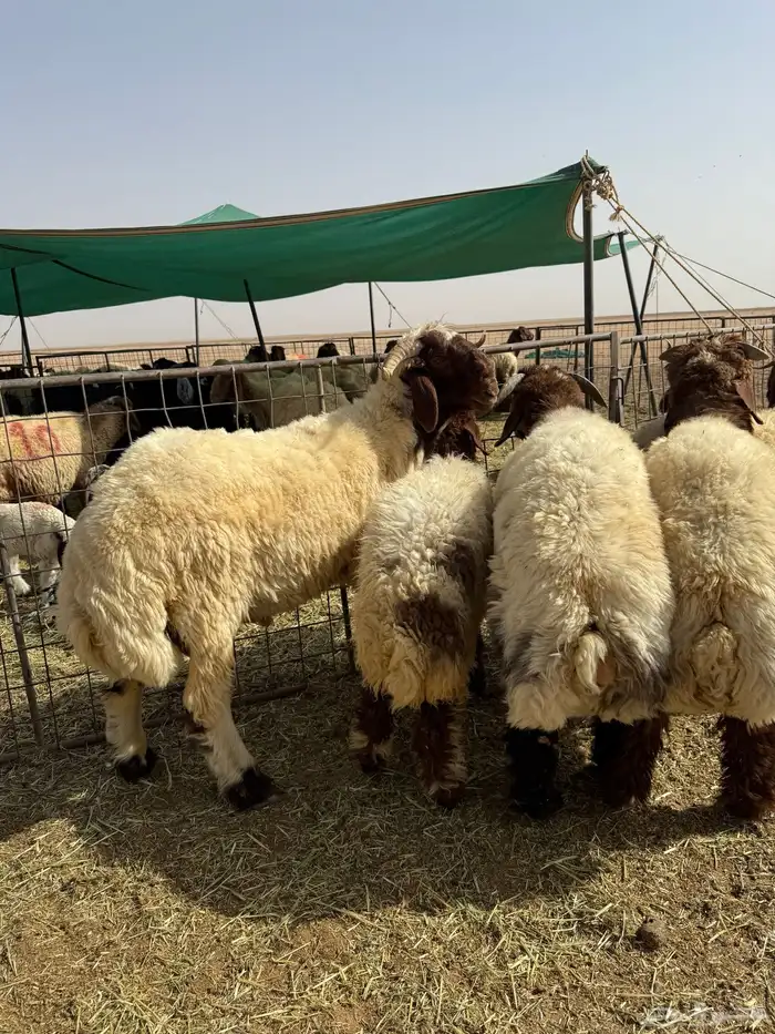 طليان مشاريع فحول نعيم 2