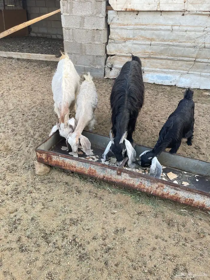 عنزين ببناتها وحده عارضيه والثانيه مصريه 4