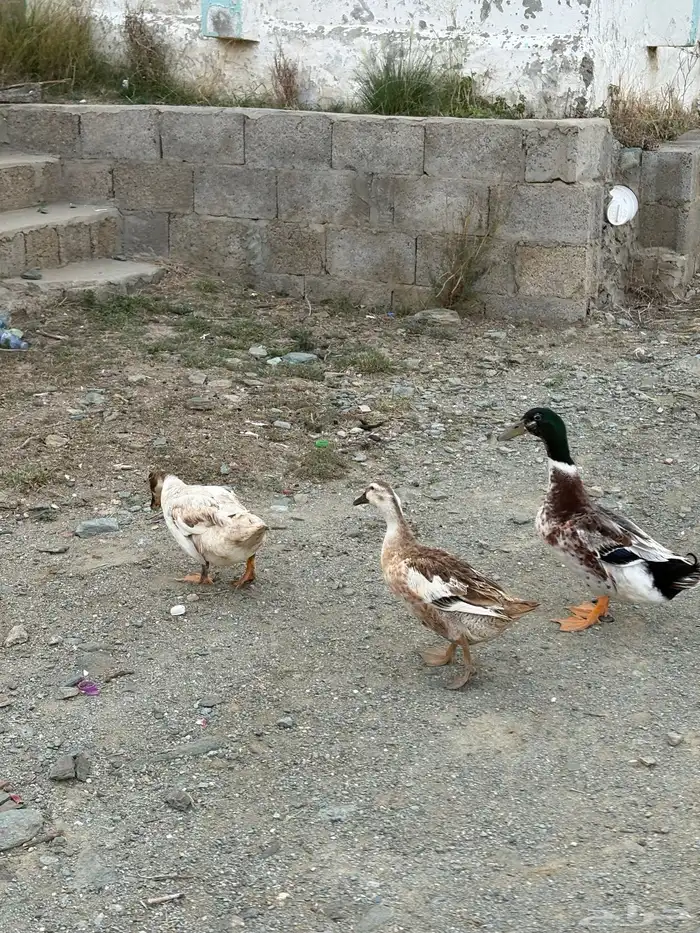 بط للبيع 6